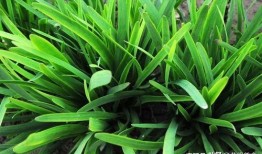 荣耀韭菜最新爆料,揭秘荣耀手机神秘新机！