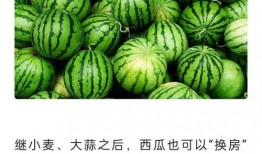 免费吃瓜官网,揭秘网络娱乐新潮流，畅享无界限的趣味盛宴