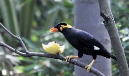 小花爆料鸟大爷视频全集,小花爆料视频全集深度解析