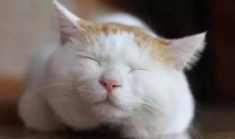 网红猫吃贝贝瓜,贝贝瓜成新宠