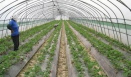 大棚草莓爆料视频大全集,全方位爆料视频大全集深度解析
