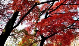 冬日枫 手机在线观看,手机在线观看，温暖冬日里的浪漫邂逅