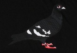 鸽子神爆料新视频,神秘事件背后的惊人真相