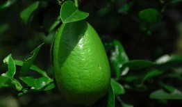 香水柠檬爆料视频下载安装,揭秘香水柠檬下载安装全过程