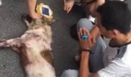 爆料救助狗狗视频,携手行动传递爱心