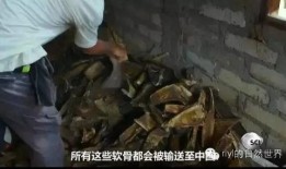 竞相灭绝在线观看,揭秘濒危物种生存危机