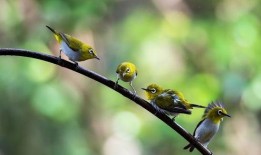 小花爆料鸟大爷视频全集,小花爆料视频全集深度解析