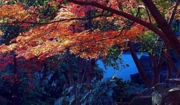 秋霞在线观看秋,探寻秋生成魅力之旅