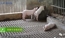 爆料养猪视频,视频曝光惊人养殖真相