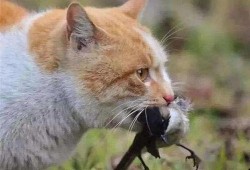 河南都市爆料猫咪事件视频,温情与争议交织的救助瞬间