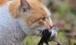 河南都市爆料猫咪事件视频,温情与争议交织的救助瞬间