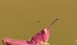 在线观看蚂蚱,一场别开生面的视觉盛宴