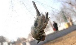 小花爆料鸟大爷视频全集,小花爆料视频全集深度解析