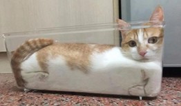 河南都市爆料猫咪事件视频,温情与争议交织的救助瞬间