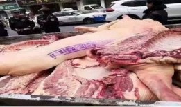 猪瘟最新爆料消息视频,揭秘病毒传播途径及防控措施