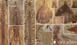 寒武纪19集在线观看,揭秘神秘事件，揭开真相面纱