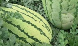 免费吃瓜官网,揭秘网络娱乐新潮流，畅享无界限的趣味盛宴