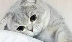 娱乐吃瓜君折耳猫,折耳猫的神秘魅力与争议