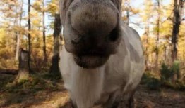 网红驯鹿吃瓜视频,萌态十足引网友热议