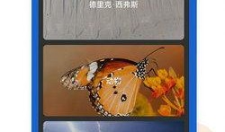 冬日枫 手机在线观看,手机在线观看，温暖冬日里的浪漫邂逅