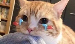 娱乐吃瓜君折耳猫,折耳猫的神秘魅力与争议