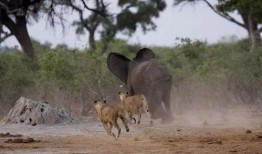 网红驯鹿吃瓜视频,萌态十足引网友热议