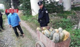 盐山网红吃瓜事件,揭秘网络舆论背后的真相与反思