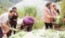 盐山网红吃瓜事件,揭秘网络舆论背后的真相与反思