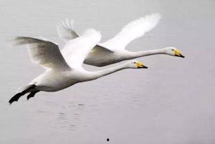 天鹅娱乐资讯吃瓜视频,揭秘吃瓜视频背后的热点事件